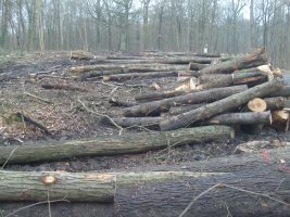 Photo: Pascal Cressent